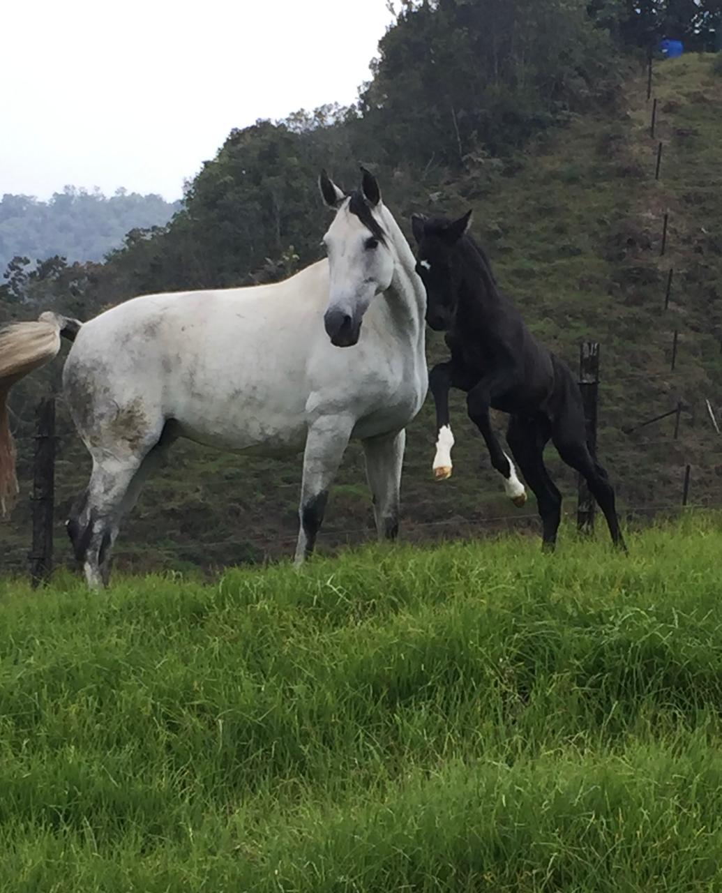 Caballos en la montaña